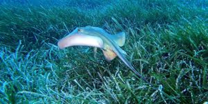 "Akdeniz'in akciğerleri" deniz çayırları görüntülendi
