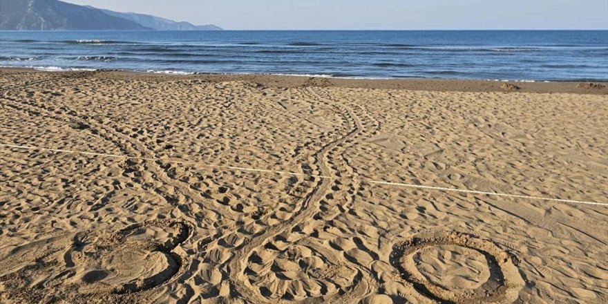 İztuzu Plajı'ndaki caretta caretta yuvalarının sayısı 300'e ulaştı