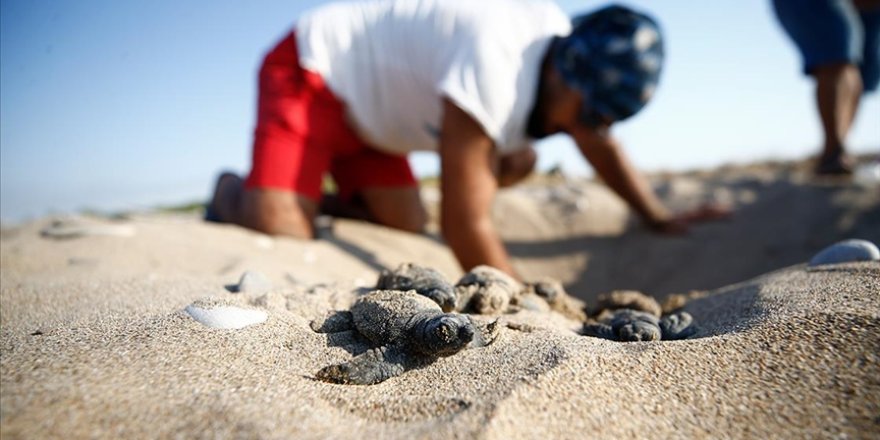 Belek ve Kızılot sahillerinde 1500 caretta caretta yuvası tespit edildi