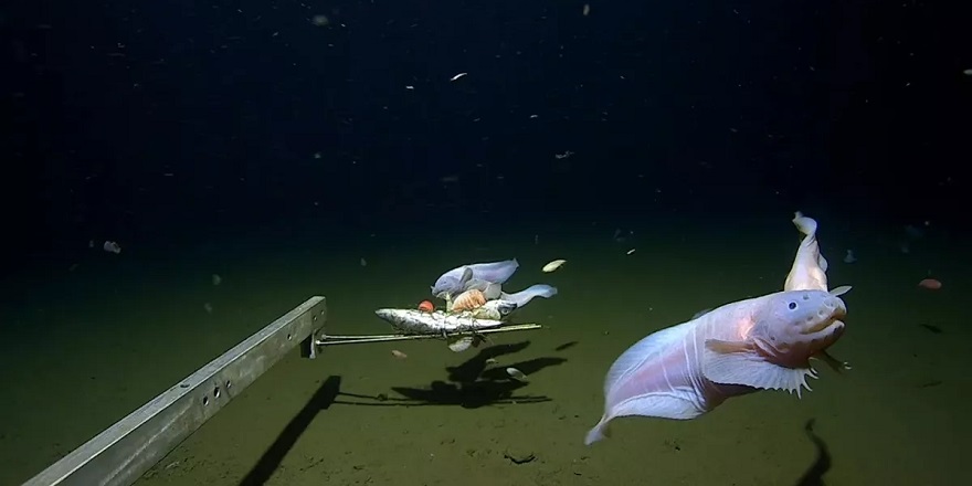 8 bin 336 metre derinlikte yaşayan salyangoz balığı görüntülendi