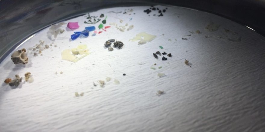 6 balık türünde mikroplastik miktarı araştırıldı