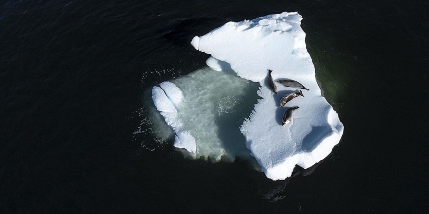 Antarktika'da buz tabakaları tahmin edilenden daha kısa sürede yok olabilir