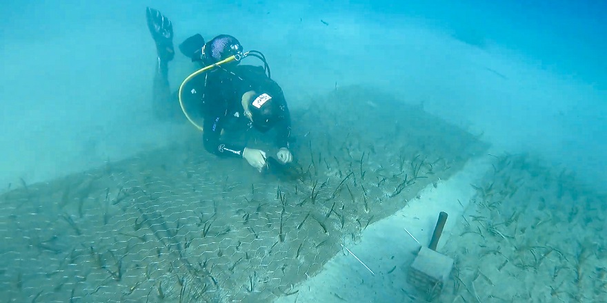 Göcek’te 2.000 Yaşında Deniz Çayırı Keşfedildi