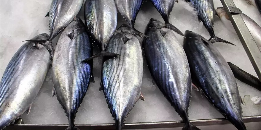 Sinop'ta balıkçılar torik bereketi yaşıyor