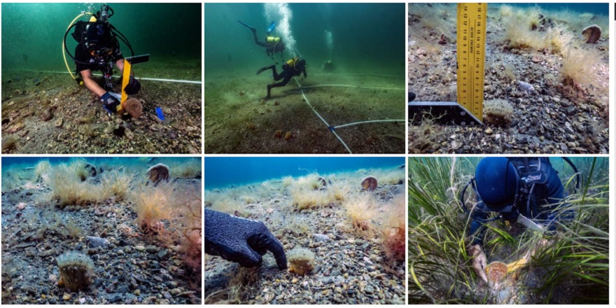 Yavru pinalar Marmara'ya "umut" oldu