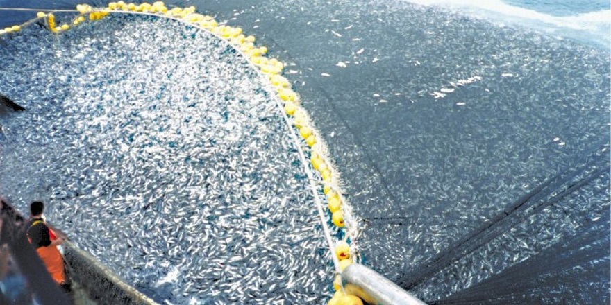 Aşırı avlanma ve kirlilik balık türlerini azalttı, fiyatları artırdı