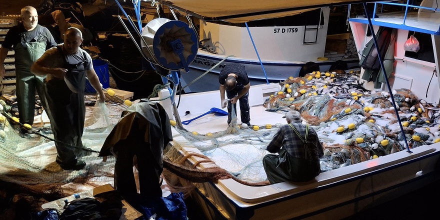 Sinop'ta bir gecede yaklaşık 9 bin palamut avlandı