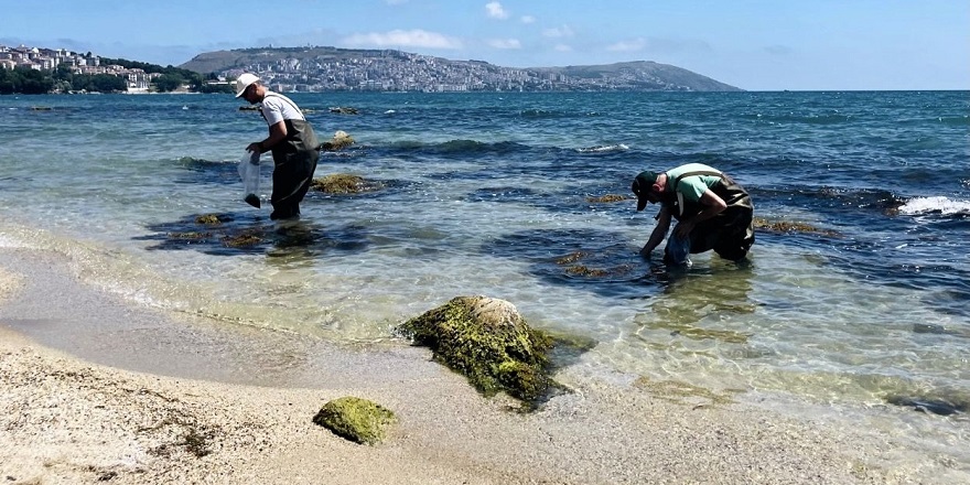 Karadeniz kıyılarında oluşan yosunlardan gübre üretildi