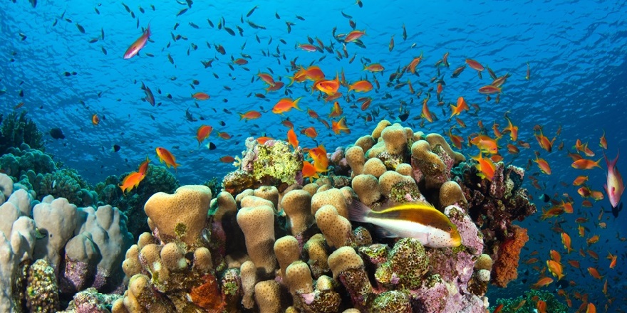 Açık Denizlerde Biyoçeşitliliği Koruma Anlaşması 2026'da yürürlüğe girecek