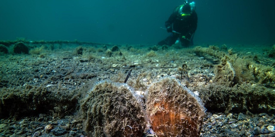 Marmara'da bebek pina sayısı artıyor