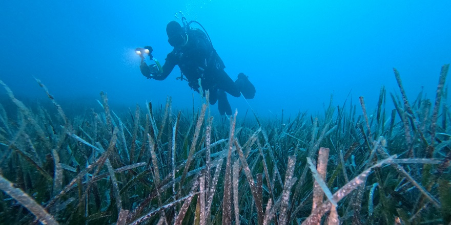 Ekilen 10 bin deniz çayırının yüzde 70'i hayata tutundu