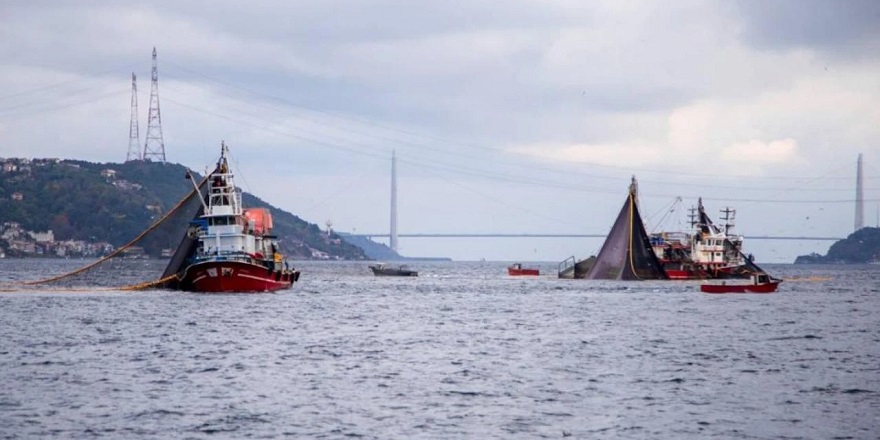 DMM, "İstanbul Boğazı'nda balık soykırımı yaşanıyor" iddiasını yalanladı