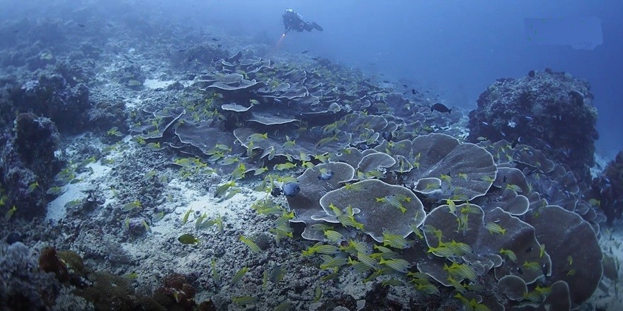 Türk su altı fotoğrafçısının ismi, Hint Okyanusu'nda keşfettiği resife verildi