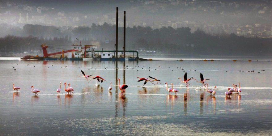İzmit Körfezi'nde deniz ekosistemi hayat buluyor