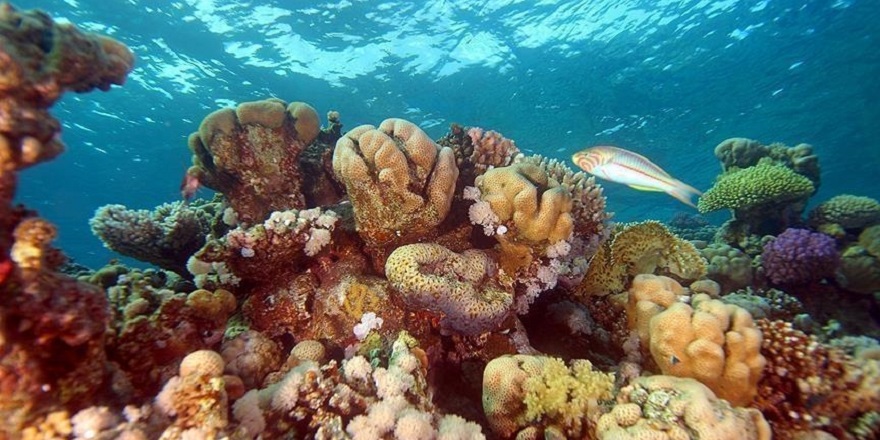 Mercan resifleri iklim krizinin gölgesinde yok oluyor