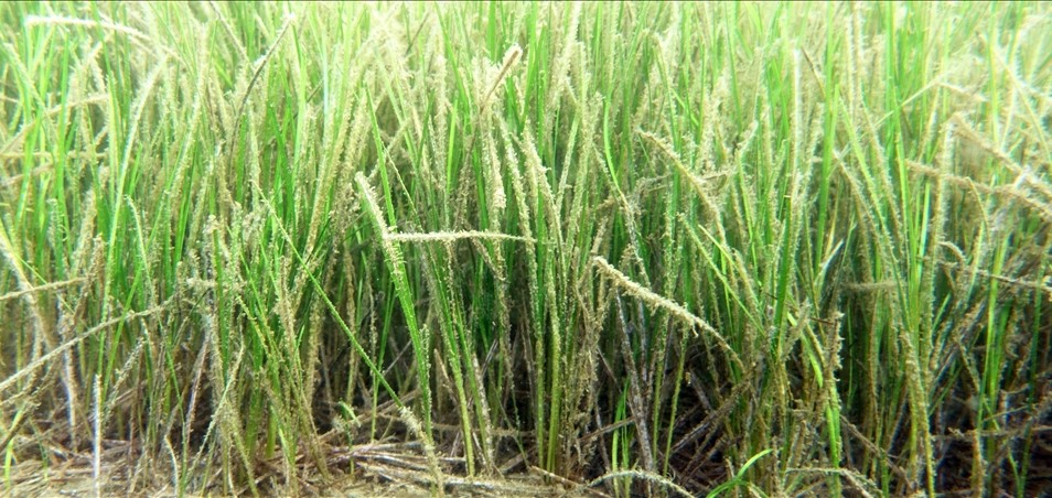 Denizlerin akciğerleri "çayırlar" kirlilik nedeniyle sığ sulara çekiliyor