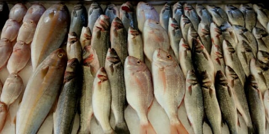 Türkiye'nin denizlerinde yaşayan balık türlerindeki azalma alarm veriyor