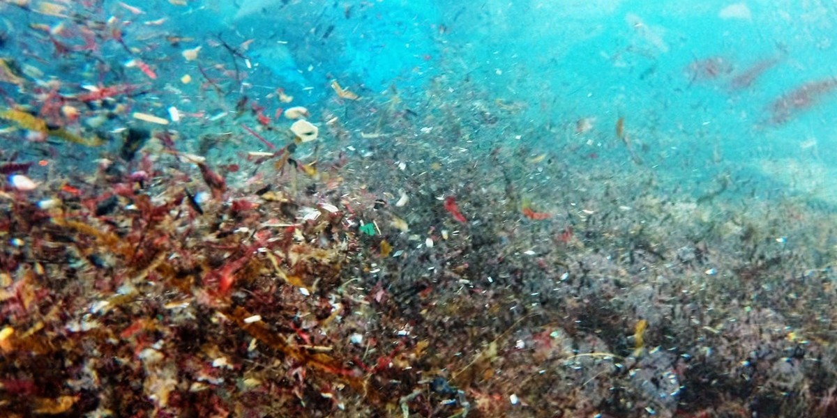 Denizlerdeki plastikler ‘varoluşsal bir tehdit’ haline geldi