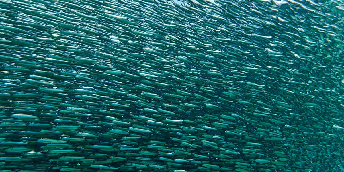 Karadeniz hamsisi soğuk sulara yöneliyor
