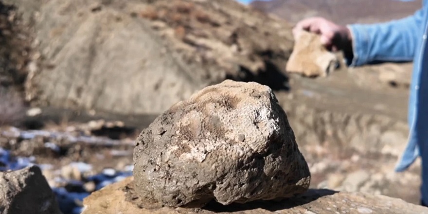 Bingöl'de 50 milyon yıllık deniz canlısı fosilleri bulundu