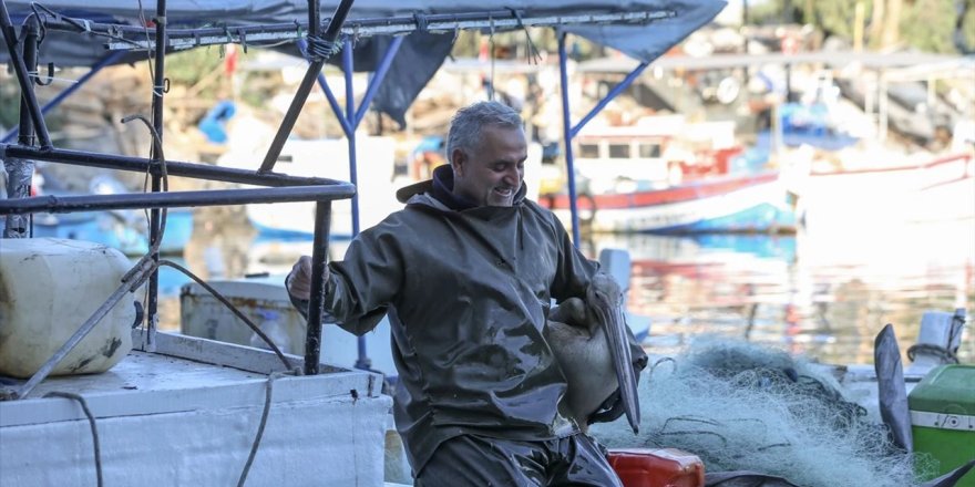 Pelikan "Suzi" balıkçı barınağının müdavimi oldu