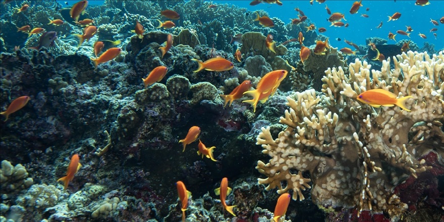 Karayipler'de sert mercan örtüsü 1980-2024 döneminde yüzde 48 azaldı