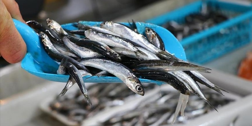 11 ayda 14,4 milyon dolarlık hamsi ihracatı yapıldı