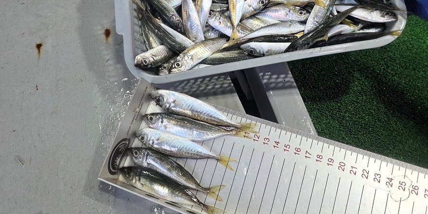 Yasal boy sınırı altında satış yapan balıkçılara ceza uygulandı