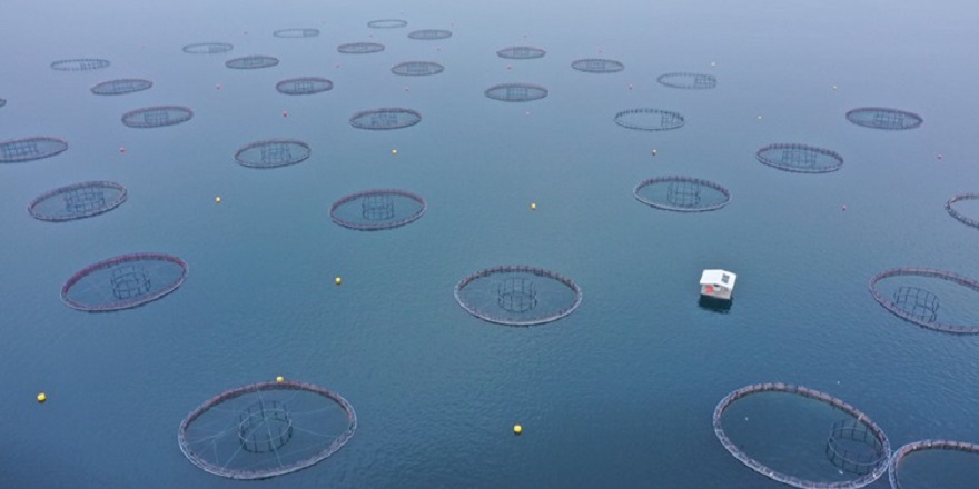 Elazığ'daki tesis havyarda üretim üssü olmak için çalışıyor