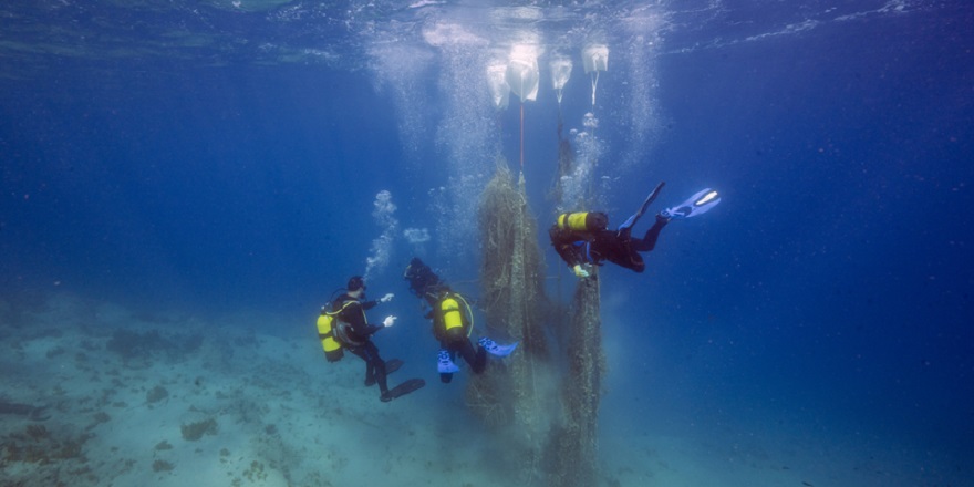 Akdeniz Koruma Derneği izleme temelli çalışmalarını 2026'ya taşıyacak