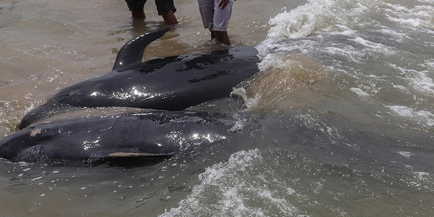 Karaya vuran 5 pilot balina öldü