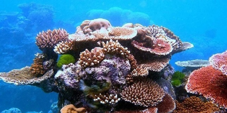 Okyanus Asitlenmesinde Kritik Eşik Aşıldı: Bilim İnsanlarından 2025 Uyarısı