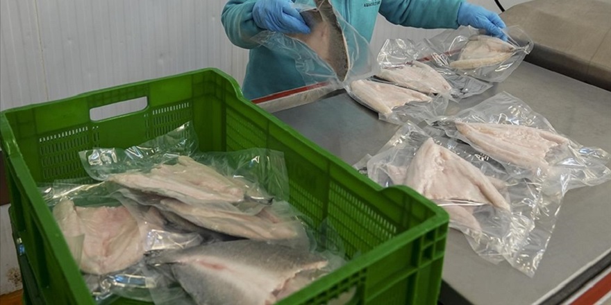 Türkiye'nin su ürünleri ve hayvansal mamulleri ihracatı 4 milyar doları aştı