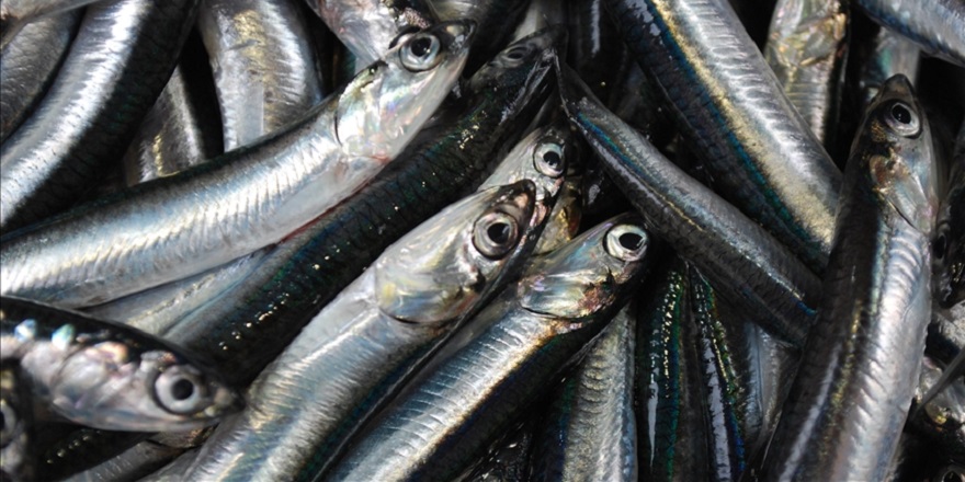 Hamsi ihracatından elde edilen gelir 2025'te yüzde 7 arttı