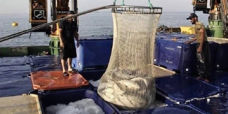 Doğal liman kentinde geçen yıl 34 bin 470 ton somon üretildi