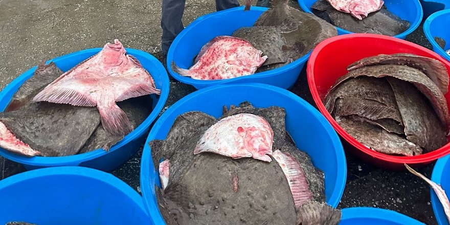Kaçak avlanan 500 kalkan balığına el konuldu