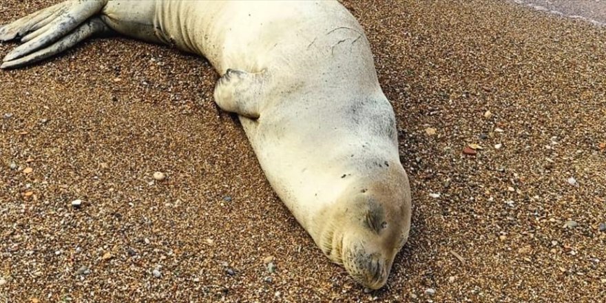 Plajlarda görülen Akdeniz foklarının "dinlenmelerine izin verin" uyarısı