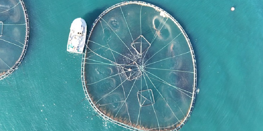 Ordu'daki kafes balıkçılığı tesislerinde 6 bin ton üretim gerçekleşti