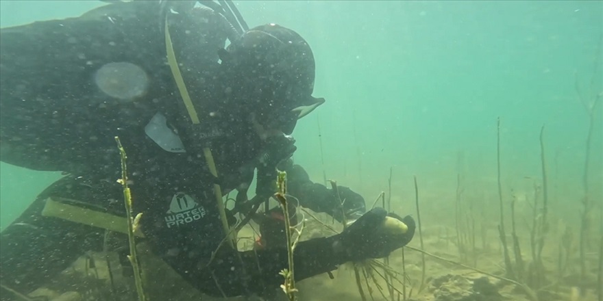 Hayalet ağlarda can çekişen balıklar, jandarma eliyle hayata tutunuyor