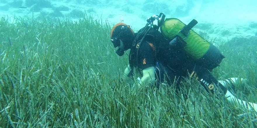 Denizlere Mavi Nefes: Hedef 20 Bin Deniz Çayırı