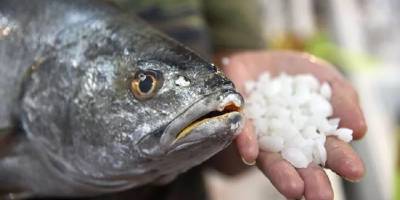 3D biyobaskılama yöntemiyle 'taze' balık üretildi