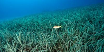 Deniz Çayırları İçin Umut Veren İş Birliği