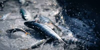 Bakan Yumaklı, Sona Eren Av Sezonunu Değerlendirdi