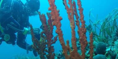 Denizlerin Dijital Envanteri Vatandaş Bilimiyle Oluşturuluyor