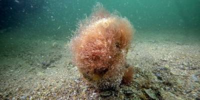 Tuzla Sahillerinde Keşfedilen Deniz Çayırı ile Pinalara Bilimsel Takip