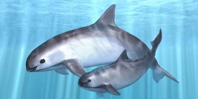 Meksika nesli tükenme tehlikesi altındaki yunuslar için arama çalışmaları başlattı