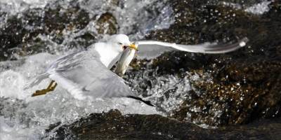 Van Gölü'ndeki inci kefali, göç yolculuğunda sıkı şekilde korunacak