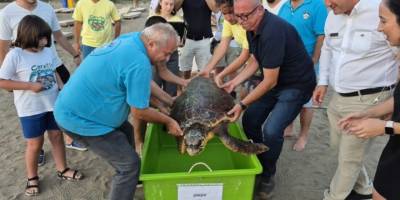 Muğla'da Tedavi Edilen Deniz Kaplumbağası "Şimşek" Denize Bırakıldı