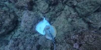 Antalya Falezler Bölgesinde Çok Sayıda Ölü Vatoz Yavrusu Bulundu