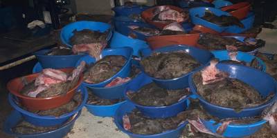 Şile'de kaçak avlanan 9 ton kalkan balığına el konuldu